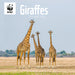 WWF Giraffes 2026 Square Wall Calendar