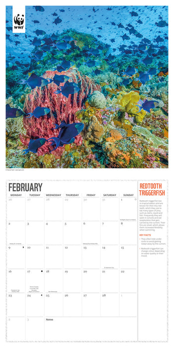 WWF Oceans 2026 Square Wall Calendar