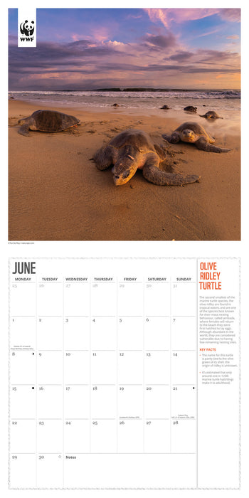 WWF Oceans 2026 Square Wall Calendar