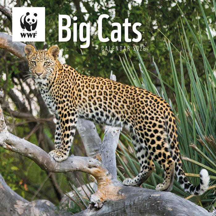 WWF Big Cats 2026 Square Wall Calendar