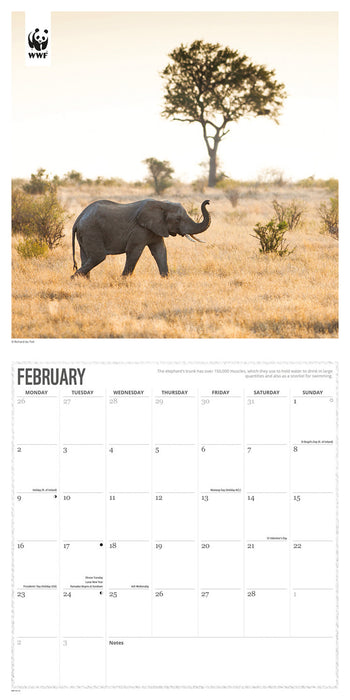 WWF Elephants 2026 Square Wall Calendar