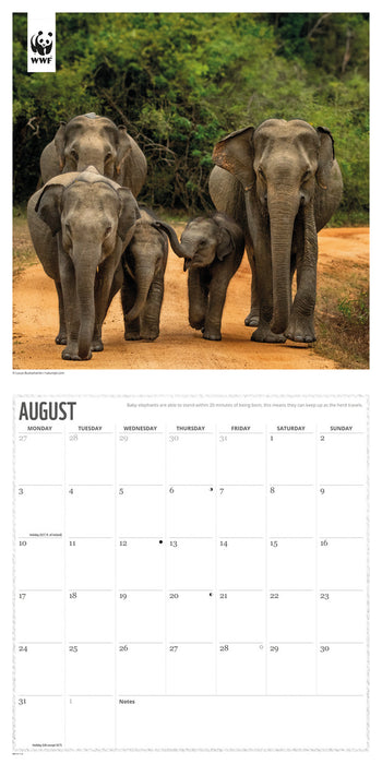WWF Elephants 2026 Square Wall Calendar