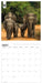 WWF Elephants 2026 Square Wall Calendar