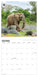 WWF Elephants 2026 Square Wall Calendar