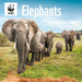 WWF Elephants 2026 Square Wall Calendar