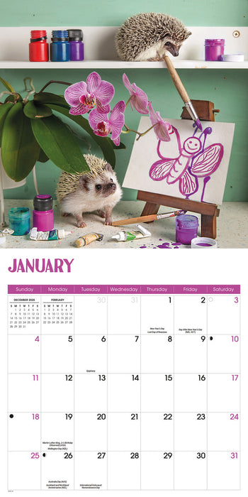 Hedgehogs 2026 Square Wall Calendar