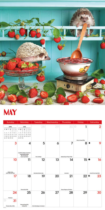 Hedgehogs 2026 Square Wall Calendar