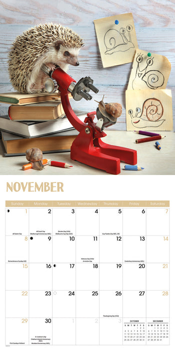 Hedgehogs 2026 Square Wall Calendar