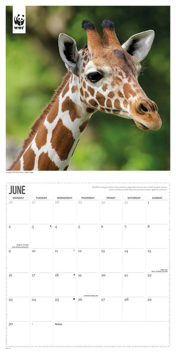 2025 WWF Giraffes Wall Calendar