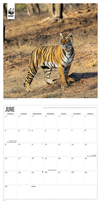 2025 WWF Big Cats Wall Calendar