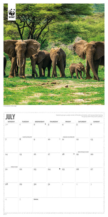 2025 WWF Elephants Wall Calendar