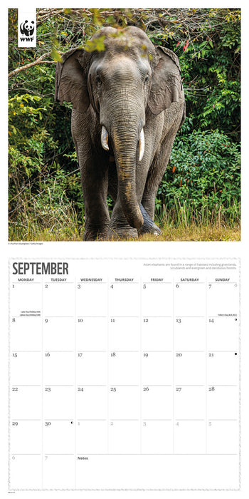 2025 WWF Elephants Wall Calendar