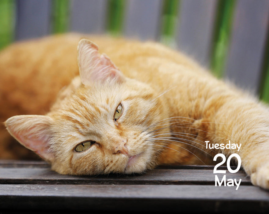 2025 Cats Mini Page-A-Day Calendar