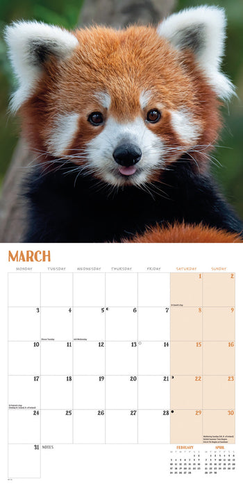 2025 Red Pandas Wall Calendar