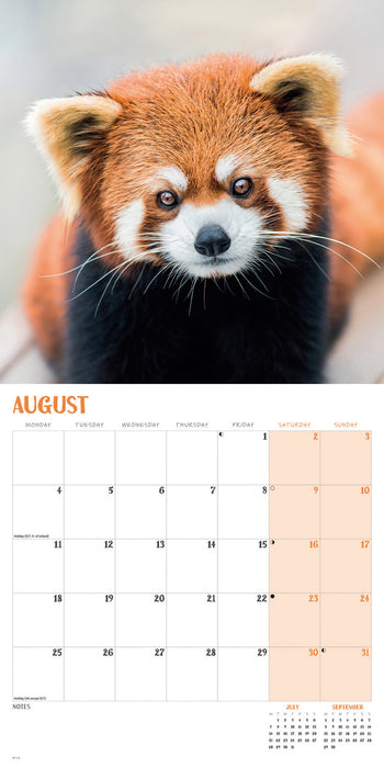 2025 Red Pandas Wall Calendar