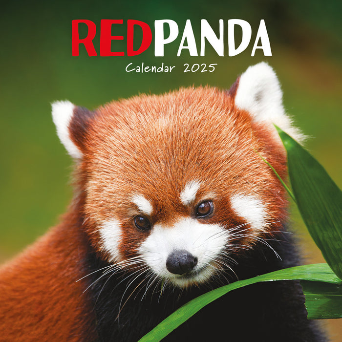 2025 Red Pandas Wall Calendar