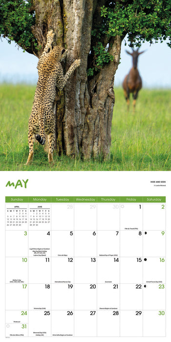 Comedy Wildlife Photography Awards 2026 Square Wall Calendar