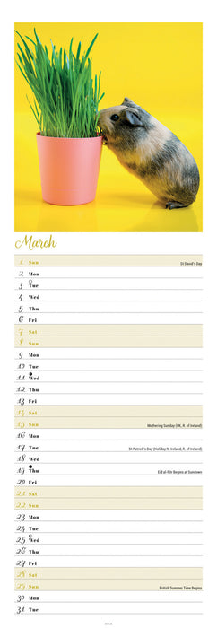 Guinea Pigs 2026 Slimline Wall Calendar