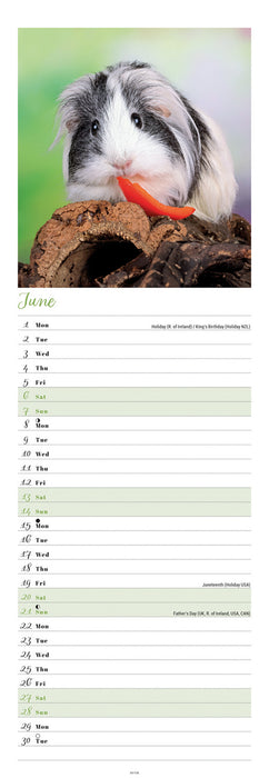 Guinea Pigs 2026 Slimline Wall Calendar