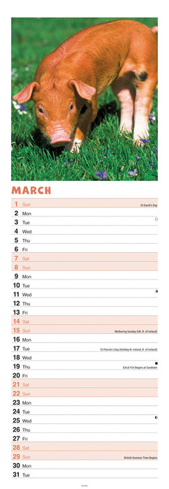Pigs 2026 Slimline Wall Calendar