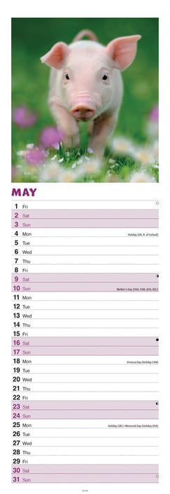 Pigs 2026 Slimline Wall Calendar