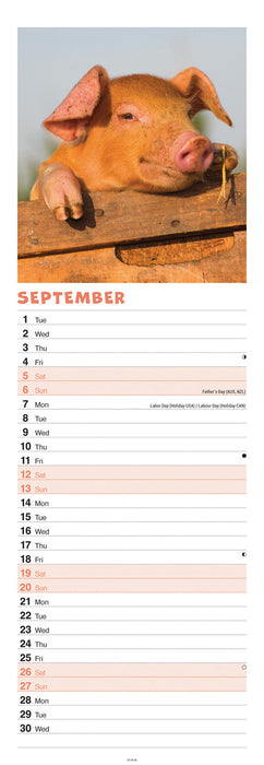 Pigs 2026 Slimline Wall Calendar