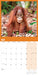 Orangutan 2026 Square Wall Calendar