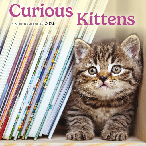Curious Kittens 2026 Mini Wall Calendar