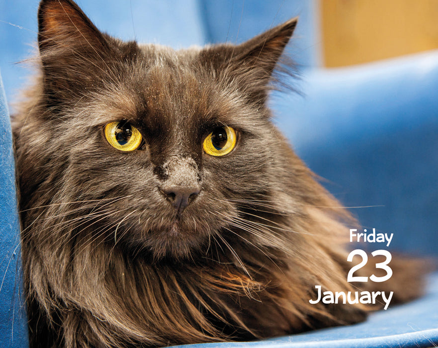 Cats 2026 Mini Page-A-Day Calendar