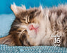 Cats 2026 Mini Page-A-Day Calendar
