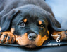 Puppies 2026 Mini Page-A-Day Calendar