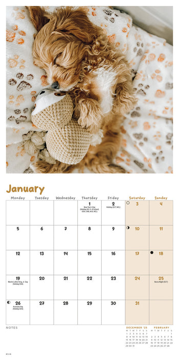 Cockapoo Puppies 2026 Mini Wall Calendar
