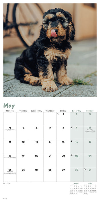 Cockapoo Puppies 2026 Mini Wall Calendar