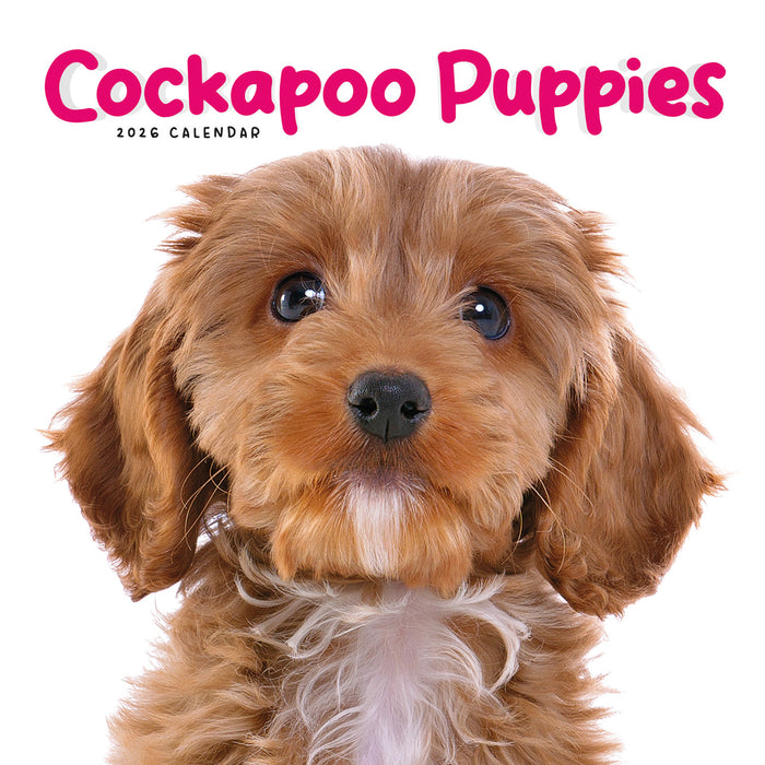 Cockapoo Puppies 2026 Mini Wall Calendar