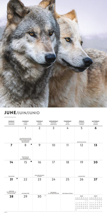 Wolves 2026 Square Wall Calendar