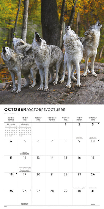 Wolves 2026 Square Wall Calendar