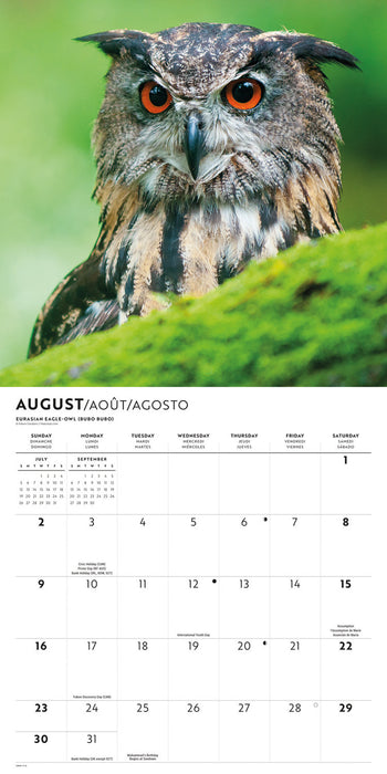 Owls 2026 Square Wall Calendar