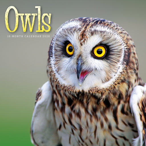 Owls 2026 Square Wall Calendar