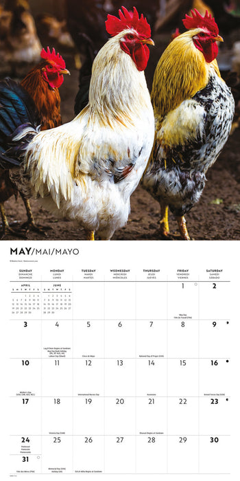 Chickens 2026 Square Wall Calendar