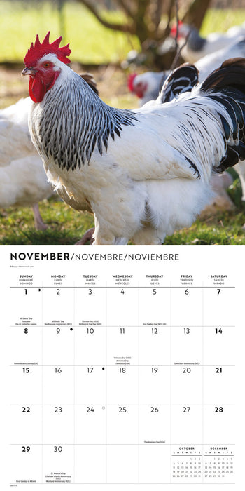 Chickens 2026 Square Wall Calendar