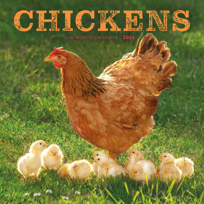 Chickens 2026 Square Wall Calendar