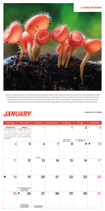 Fascinating Fungi 2026 Square Wall Calendar