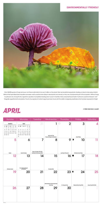 Fascinating Fungi 2026 Square Wall Calendar