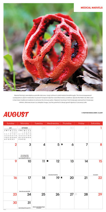 Fascinating Fungi 2026 Square Wall Calendar