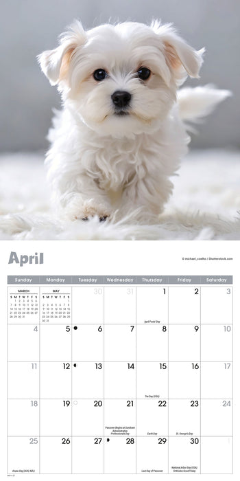 Puppies 2027 Mini Wall Calendar
