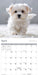 Puppies 2027 Mini Wall Calendar