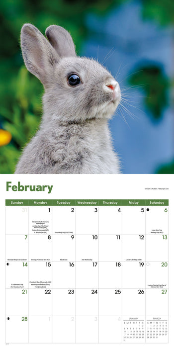 Rabbits 2027 Square Wall Calendar