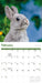 Rabbits 2027 Square Wall Calendar