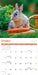 Rabbits 2027 Square Wall Calendar