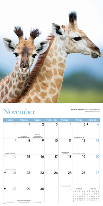 Baby Animals 2027 Square Wall Calendar